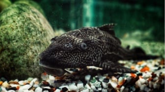 6,9 Ton Ikan Sapu-Sapu Diangkat dari Jakarta: Mengapa Spesies Ini Jadi Ancaman Serius?