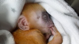 Warga Serahkan Elang Tikus Terjerat dan Bayi Lutung ke BKSDA