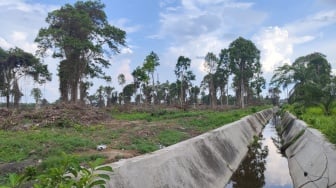 Hutan Habitat Kera Dibabat, Tengah Kota Siak Tak Lagi Hijau