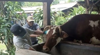 Jamin Hewan Kurban Sehat, Bandar Lampung 'Bentengi' Ratusan Ternak dengan Vaksinasi PMK