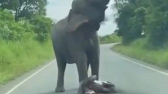 Momen Langka Gajah Liar Melahirkan di Pinggir Jalan Viral, Netizen Tersentuh
