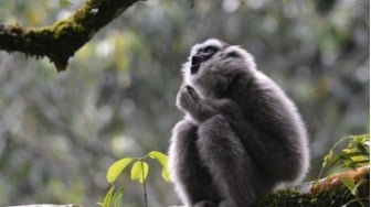 Mengapa Video Owa Jawa yang Menggemaskan Bisa Jadi Ancaman?