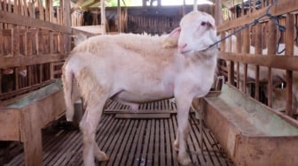 Beternak Kambing untuk Dijual di Idul Adha 2026: Tutorial Memilih Bibit Unggul, Usia Minimal Berapa?