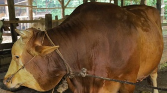 Sapi Kurban Presiden untuk Warga Pekanbaru Punya Berat Capai 907 Kg