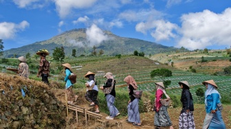 Wiwit Tembakau di Lereng Sumbing, Doa Petani Sambut Musim Tanam 2026