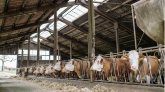 Penelitian Ungkap 98 Persen Klaim Lingkungan Perusahaan Daging Adalah Greenwashing