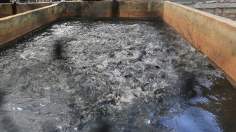 Kisah Inspiratif! Istri Nelayan Raup Penghasilan Berkat Program Harita Group