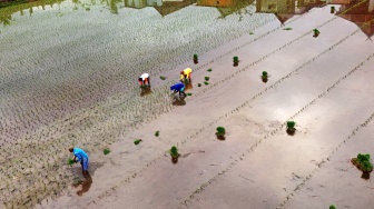 Foto udara sejumlah petani menanam padi di area persawahan Kabupaten Maros, Sulawesi Selatan, Senin (27/4/2026). [ANTARA FOTO/Hasrul Said/YU]