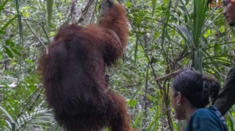 Nasib Orangutan yang Tersesat di Kebun Warga Ketapang, Dievakuasi ke Gunung Palung
