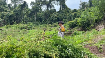 Fakta Kronologi Ladang Ganja 20 Hektare di Empat Lawang Terbongkar, Bermula dari Palembang