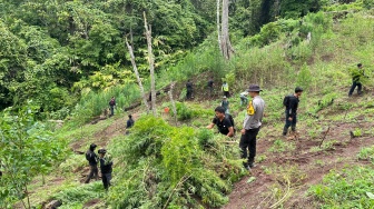 Ladang Ganja 20 Hektare di Empat Lawang Terbongkar, Diduga Pasok Sumsel hingga Pulau Jawa