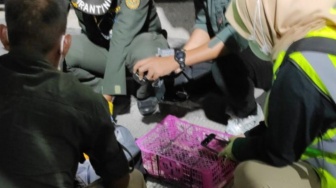 Drama Penggagalan Penyelundupan Burung di Balik Jok Bus di Pelabuhan Bakauheni