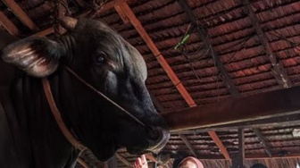 Berat 1 Ton, Sapi Brangus asal Inhil Calon Hewan Kurban Presiden di Riau