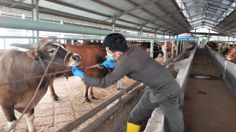 Karantina Sulsel Kawal Lalu Lintas Ternak dari Garongkong Jelang Iduladha