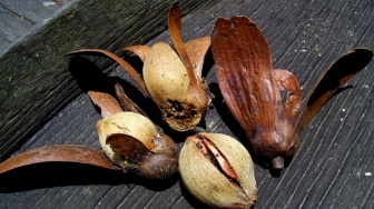 Tengkawang dari Hutan Kalimantan Kini Diburu Brand Dunia, Ini Manfaatnya untuk Kulit dan Rambut
