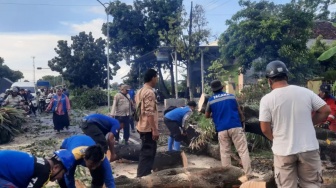 Pohon Raksasa Tiba-tiba Roboh Menutup Jalur Suboh-Bondowoso