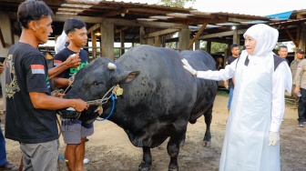 Gubernur Khofifah Tinjau Peternakan, Pilih Sapi Kualitas Unggul Hampir 1 Ton untuk Kurban Idul Adha