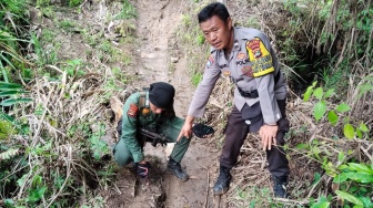 Teror Si Raja Hutan di Pesisir Barat: 7 Kambing Dimangsa, Jejak Raksasa Hantui Warga Lemong
