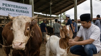 Lebih Afdol Kurban Sapi atau Kambing? Perhatikan 3 Aspek Ini Agar Ibadah Lebih Maksimal