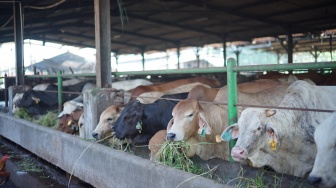 Jelang Iduladha 2026, Pemprov DKI Siapkan 900 Sapi Kurban Bersertifikat Halal dan Sehat