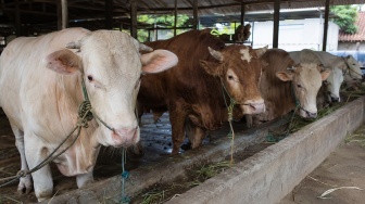 Berapa Harga Sapi Kurban 2026? Ini Rinciannya Berdasarkan Jenis dan Bobot