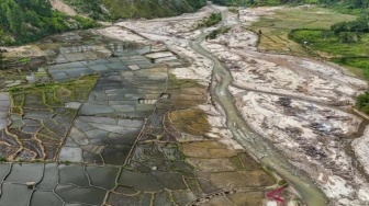 Ribuan Hektare Sawah Terdampak Bencana Mulai Ditanami Kembali