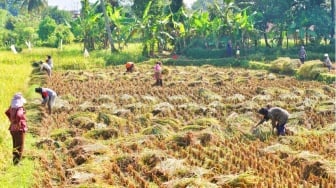 Riset Soroti Dampak Krisis Iklim terhadap Ketahanan Pangan di NTT dan Flores