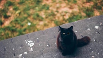 9 Arti Mimpi Kucing Hitam, Pertanda Baik atau Buruk? Begini Maknanya