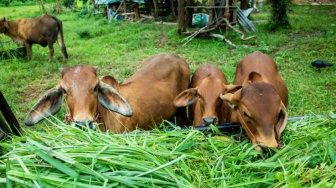 Jangan Asal Beli! 6 Tips Memilih Hewan Kurban yang Sesuai Syariat
