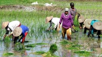 Peneliti Ungkap Dua Ancaman Besar Ketahanan Pangan Indonesia, Apa Saja Itu?