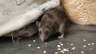 Muncul 23 Kasus Hantavirus di Indonesia, Apakah Mematikan Seperti di Kapal Pesiar MV Hondius?