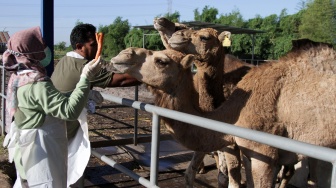 Petugas Dinas Pertanian Bidang Kesehatan Hewan (Keswan) Kabupaten Mojokerto memberikan vitamin kepada unta di peternakan Berkah Wafa Farm Desa Watesnegoro, Ngoro, Kabupaten Mojokerto, Jawa Timur, Selasa (12/5/2026). [ANTARA FOTO/Umarul Faruq/kye]
