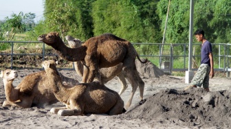 Pekerja menggiring unta di peternakan Berkah Wafa Farm Desa Watesnegoro, Ngoro, Kabupaten Mojokerto, Jawa Timur, Selasa (12/5/2026). [ANTARA FOTO/Umarul Faruq/kye]