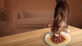 Panik Anabul Sering Pilih-Pilih Pet Food? Ternyata Ini 5 Alasannya
