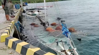 Kapal Pengangkut Sapi Tenggelam di Kalaotoa Saat Subuh, Puluhan Ternak Tak Terselamatkan