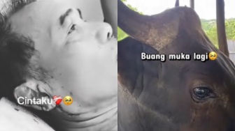 Viral di Medsos, Sapi Menangis Usai Ngamuk dan Seruduk Pemilik karena Mau Dijual