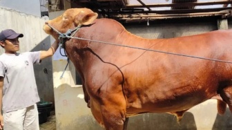 Mengenal 'Predator', Sapi Simental 1,1 Ton Milik Presiden Prabowo untuk Warga Sukabumi