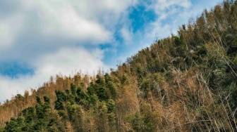 Peneliti Kembangkan Peta Lokasi PLTS untuk Tekan Konflik Lahan dan Risiko Deforestasi