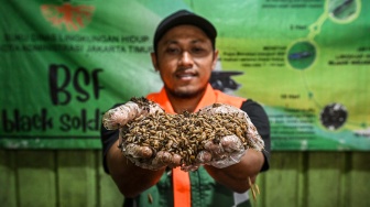 Petugas menunjukkan manggot black soldier fly (BSF) pengurai sampah organik di Kantor Suku Dinas Lingkungan Hidup Jakarta Timur, Makasar, Jakarta, Rabu (20/5/2026). [ANTARA FOTO/Sulthony Hasanuddin/sgd]
