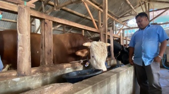 Mayor, Sapi Jumbo Milik Peternak KBB yang Dibeli Prabowo untuk Kurban