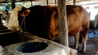 Sapi Simental Bobot Nyaris 1 Ton Jadi Hewan Kurban Prabowo di Dumai
