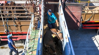 Pekerja memindahkan sapi asal Kupang, NTT ke dalam truk dari kapal Tol Laut KM. Cemara Nusantara I setibanya di Pelabuhan JICT, Tanjung Priok, Jakarta, Kamis (21/5/2026). [ANTARA FOTO/M Risyal Hidayat/foc]