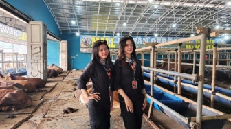 Kisah Eks SPG Mobil Mewah yang Kini Jadi 'Pramugari' Sapi