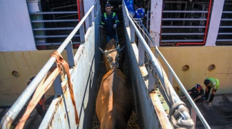 Pekerja memindahkan sapi asal Kupang, NTT ke dalam truk dari kapal Tol Laut KM. Cemara Nusantara I setibanya di Pelabuhan JICT, Tanjung Priok, Jakarta, Kamis (21/5/2026). [ANTARA FOTO/M Risyal Hidayat/foc]