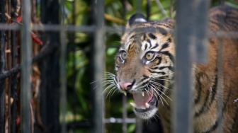 Seekor anak harimau Sumatera (Panthera tigris sumatrae) berada dalam kandang jebak di Nagari Palupuh, Agam, Sumatera Barat, Jumat (22/5/2026). [ANTARA FOTO/Fitra Yogi/nym]