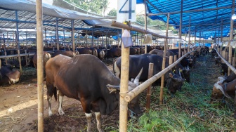 Penjual merawat sapi kurban jenis sapi bali di penampungan hewan kurban yang ada belakang kantor Wali Kota Jakarta Timur, Jumat (22/5/2026). [Suara.com/Alfian Winanto]