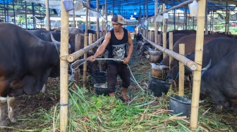 Penjual merawat sapi kurban jenis sapi bali di penampungan hewan kurban yang ada belakang kantor Wali Kota Jakarta Timur, Jumat (22/5/2026). [Suara.com/Alfian Winanto]