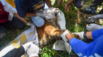 Petugas BKSDA Sumbar bersama tim patroli anak nagari (Pagari) memindahkan seekor anak harimau Sumatera (Panthera tigris sumatrae) yang masuk ke dalam kandang jebak di Nagari Palupuh, Agam, Sumatera Barat, Jumat (22/5/2026). [ANTARA FOTO/Fitra Yogi/nym]