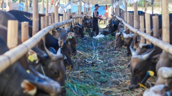 Penjual merawat sapi kurban jenis sapi bali di penampungan hewan kurban yang ada belakang kantor Wali Kota Jakarta Timur, Jumat (22/5/2026). [Suara.com/Alfian Winanto]