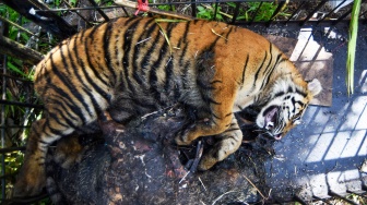 Harimau Sumatera Dievakuasi usai Masuk Ladang Warga